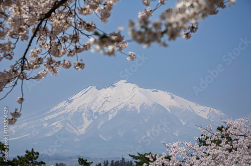 春の岩木山と桜のある風景