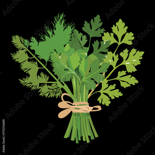 Dense, dark green bunch of fresh cilantro or coriander leaves, tied neatly, a popular pungent herb in Mexican, Thai, and Indian cuisines - Vector Illustration