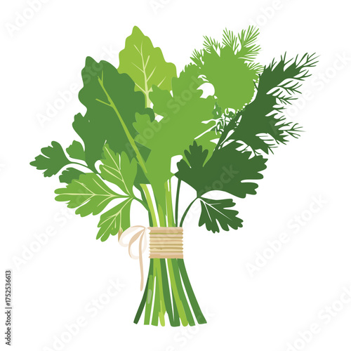 Fresh bunch of bright green curly parsley, tied with string, a common and classic herb used worldwide as a garnish and flavor enhancer - Vector Illustration