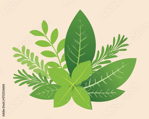 Lush sprigs of fresh green basil and bay leaves, a versatile pairing of aromatic herbs for Italian and Mediterranean savory recipes and seasoning - Vector Illustration