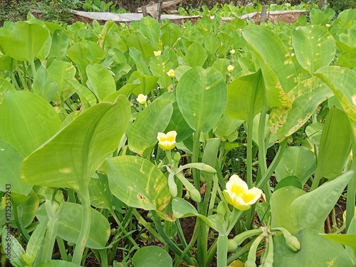 Limnocharis flava belong from matalisceae
