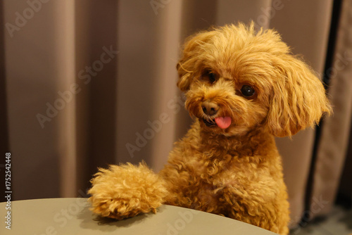 テーブルに手をかけて飼い主におやつを要求するトイ・プードル
