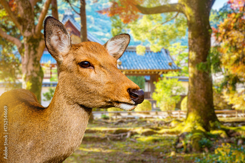 Doe in Nara park. Close-up ...