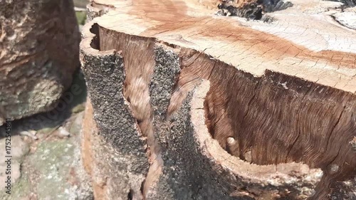 tree bark peels off after the tree is cut down