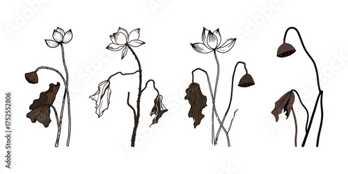 Set of Minimalist Dying Lotus Flower Line Art, Hand Drawn Botanical Illustration in Brown Tones