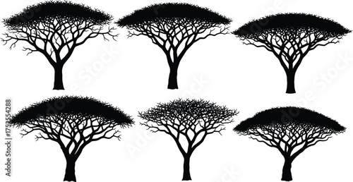 Acacia tree silhouette set, black vector illustration, flat-topped canopy shapes, stylized branching patterns, minimal nature design, African landscape elements, botanical art
