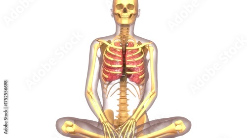Human Respiratory System Lungs Anatomy Animation Concept