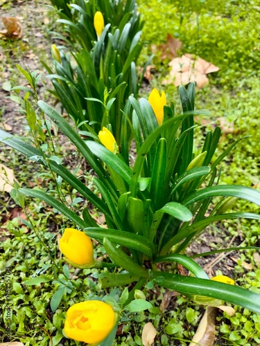 Wallpaper Mural A yellow crocus bush blooms, close-up. the plant grows in a flower bed Torontodigital.ca