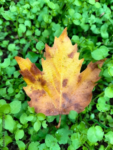 Wallpaper Mural An autumn yellow-brown leaf lies on bright green grass Torontodigital.ca