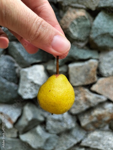 Wallpaper Mural A close-up of a pear in his hand. autumn landscape. street Torontodigital.ca