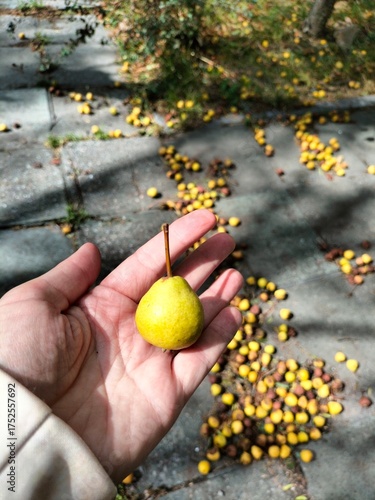 Wallpaper Mural A close-up of a pear in his hand. autumn landscape. street Torontodigital.ca