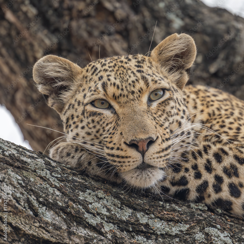 Fototapeta premium Leopard portrait lying down