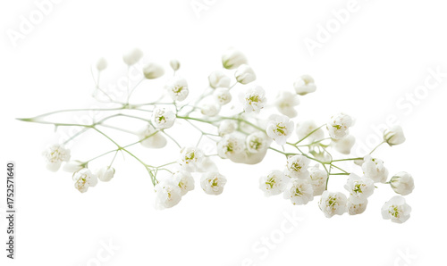 Baby's breath sprig, delicate white flowers on dark