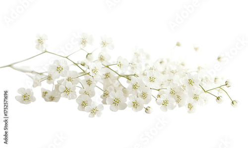 Delicate branch laden with small, white, star-shaped blooms