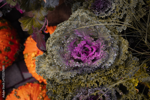 Decorative cabbage and pumpkin