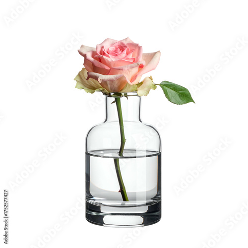 Single pink rose in a clear glass vase with water against black background.
