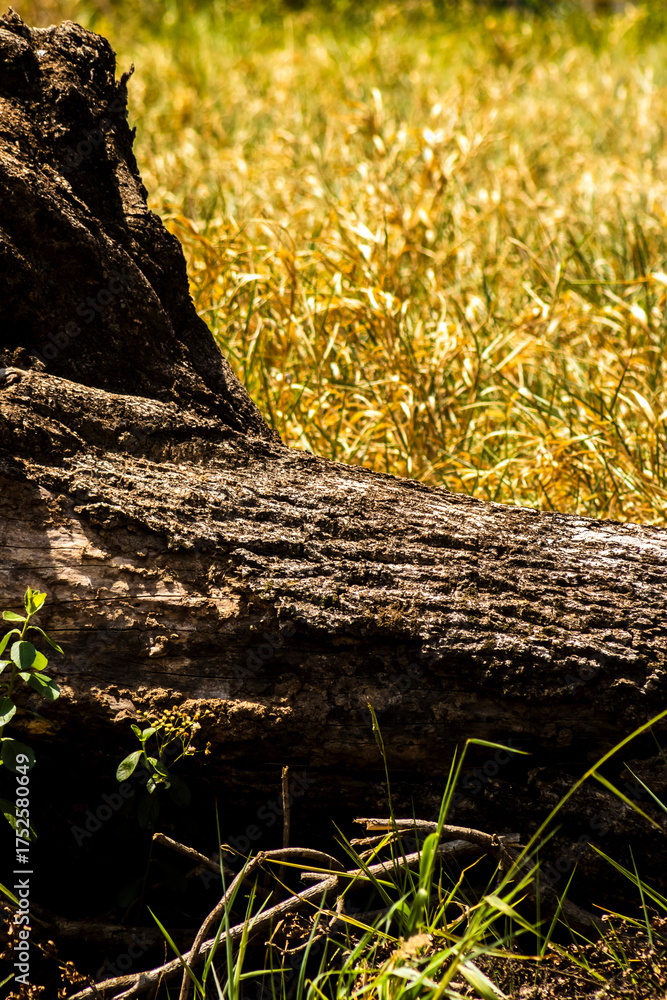Fototapeta premium A fallen tree trunk in the grassy undergrowth on a farm in Brazil