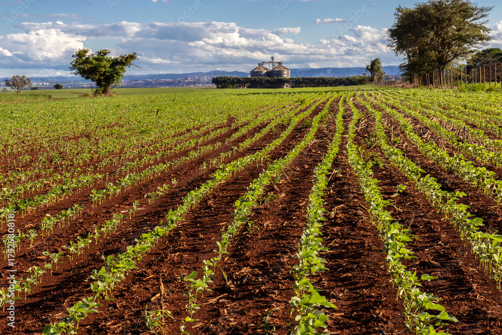 Obraz premium little green soybean plant on the field, with silos background, in Brazilian farm
