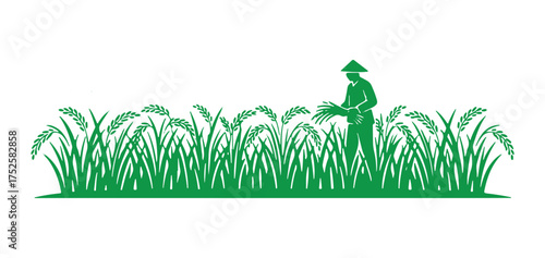 Silhouette of a rice field. green vector illustration of a rice farm. Growing crops.
