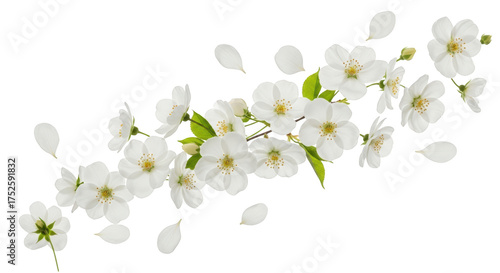 Gambar beautiful white spring blossoms with falling petals dengan detail new, blossoms, blooming, apple, purity yang.
