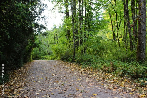Fallen leaves on a trail after the storm in September