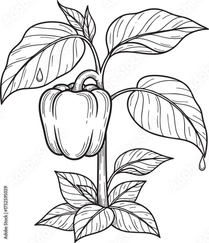 Outline drawing of a single bell pepper growing on its plant with large leaves.