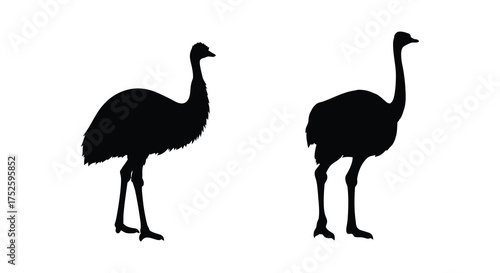 Two silhouette ostrich birds standing side by side profile view isolated silhouette