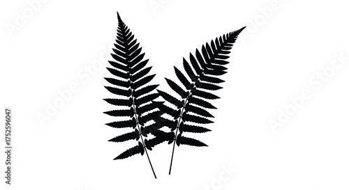 Dark fern fronds silhouette against bright white space detailed nature elements elegant botanical design silhouette