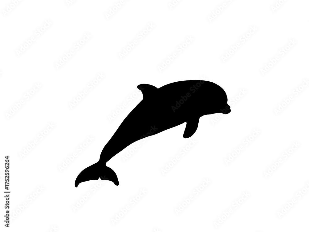Fototapeta premium Black dolphin