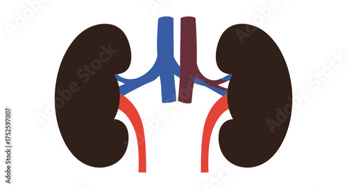 Human kidneys anatomical medical diagram showing blood vessels arteries veins renal system silhouette