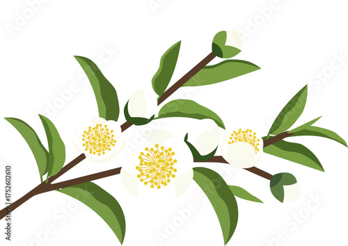 blooming white tea camellia flower branch with green leaf and flower bud against the background of tea fields. Traditional chinese herbal drink agriculture gardens.