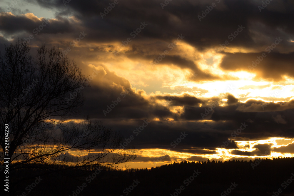 Obraz premium Bare tree silhouette against dramatic sunset sky with golden light peeking through dark clouds, distant forest line