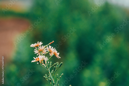 Japan Kyoto Tango Railway Yura River Bridge