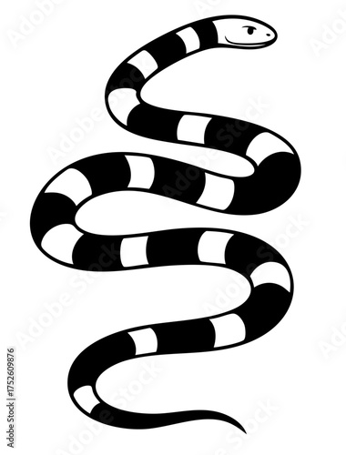  Coral snake exotic reptile with striped pattern