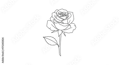 Elegant single rose line drawing delicate flower outline artistic floral element for romantic designs silhouette