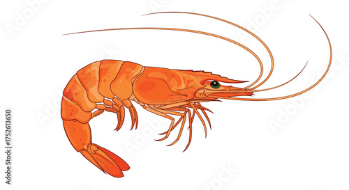 An illustration of a reddish orange shrimp with long antennae and a curved body.