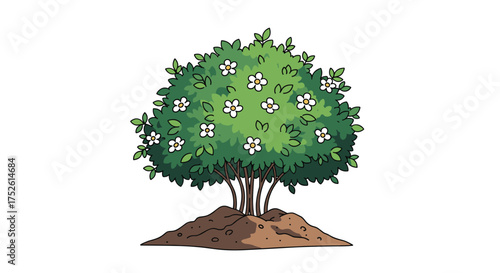 A small flowering shrub with lush green foliage and delicate white blossoms emerging from fertile brown soil.