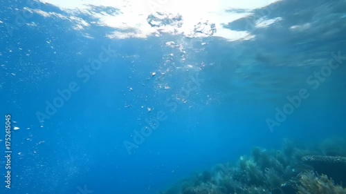 Underwater view of bubbles rising to the surface of the ocean.