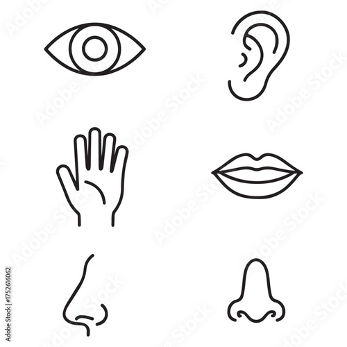 Five human senses vector illustration