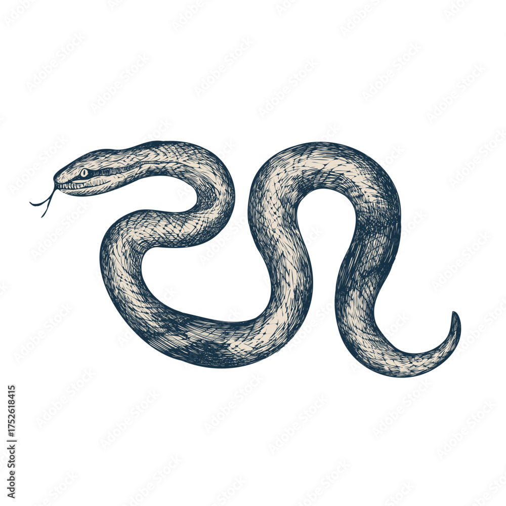 Fototapeta premium Detailed ink illustration of a snake drawn with fine lines on white background. Perfect for wildlife art, vintage posters, educational materials, and zoological studies.
