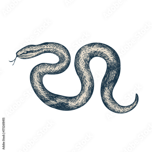 Detailed ink illustration of a snake drawn with fine lines on white background. Perfect for wildlife art, vintage posters, educational materials, and zoological studies.