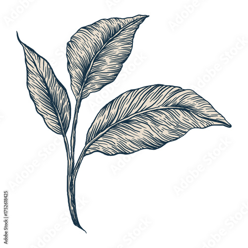 Detailed ink graphic illustration of tropical leaves drawn with fine lines on white background. Perfect for botanical prints, packaging, vintage posters, and tropical design projects.