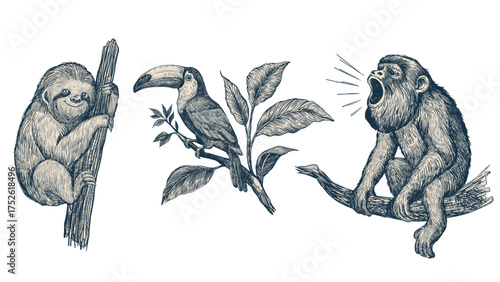Detailed ink graphic illustration set with tropical rainforest animals — sloth, toucan, and howler monkey sitting on tree branches with leaves. for wildlife art, posters, and educational materials.