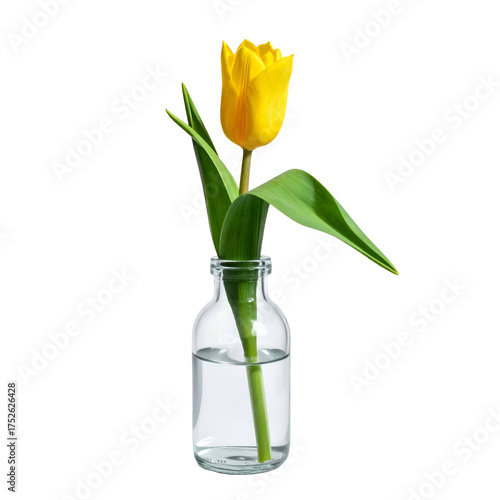 Yellow tulip in a glass bottle with water, isolated on black.