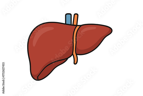 Human liver icon in cartoon style. Anatomy symbol. Medical vector illustration for healthcare design. Healthy digestive system organ isolated on white background. Biology concept.