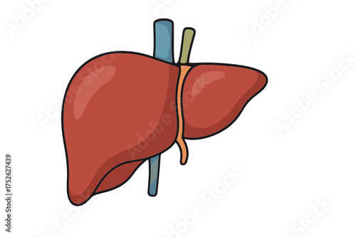 Human liver icon in cartoon style. Anatomy organ symbol for medical infographic. Health care, biology and hospital concept. Hepatitis, cirrhosis and digestion vector illustration.
