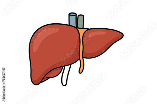 Human liver icon cartoon style. Anatomy organ for hepatology, gastroenterology. Medical vector illustration for health, biology. Isolated biology symbol for science design.
