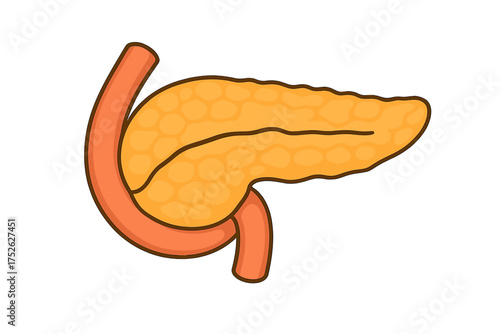 Pancreas and duodenum cartoon vector illustration. Human internal organ anatomy icon. Digestive and endocrine system concept. Medical symbol for diabetes and insulin.