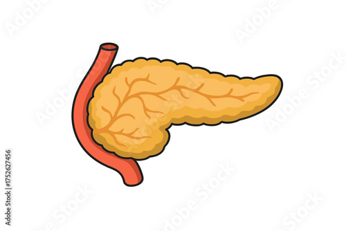 Human pancreas icon cartoon style. Medical anatomy illustration of the digestive organ. Endocrine system, insulin, and diabetes concept. Vector symbol isolated on white background.