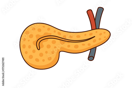 Pancreas human organ icon in cartoon style. Anatomy concept for medical illustration. Endocrine gland for diabetes and insulin production education. Digestive system symbol.